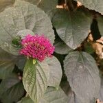 Clerodendrum bungei Flors