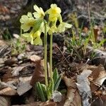 Primula verisফুল