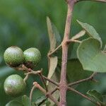 Vitex madiensis Fruto