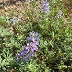 Lupinus formosus Flower