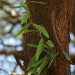 Tapinanthus globiferus ഇല