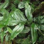 Bolbitis auriculata Leaf