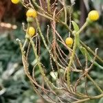 Solanum argenteum