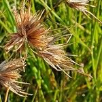 Themeda triandra Цвят