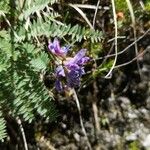 Oxytropis jacquinii Flower