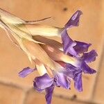 Tillandsia bergeri फूल