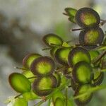 Biscutella arvernensis Tunda