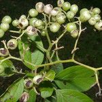 Cordia dentata Fruit
