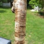 Betula pubescensBark