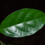 Sloanea laxiflora Hoja
