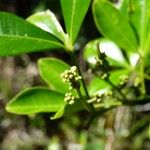 Zanthoxylum asiaticum फूल