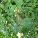 Symphoricarpos albusVirág