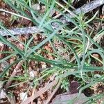 Linaria spartea Feuille