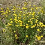 Achillea ageratum Hábito