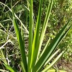 Yucca giganteaBlatt