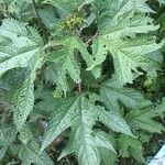 Girardinia diversifolia Blatt