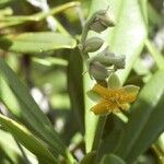 Hibbertia vieillardii Kvet