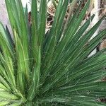 Agave filifera Habit