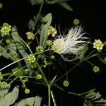 Zapoteca formosa Flor