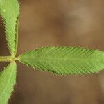 Trifolium strictum Feuille