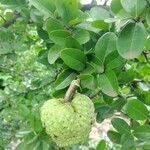 Annona spinescens Fruit