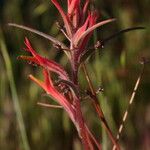 Castilleja minor Blüte