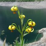 Lilium pyrenaicum Fleur