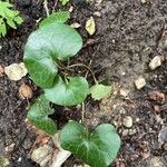 Asarum europaeum 葉