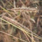 Heteropogon contortus Yaprak