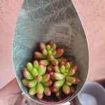 Sedum × rubrotinctumপাতা