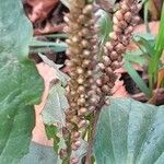 Plantago major Плод