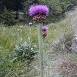 Rhaponticum scariosum Flower