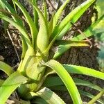 Aechmea recurvata Folha