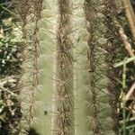 Pilosocereus chrysacanthus Blatt