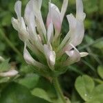 Trifolium clypeatum Flower