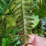 Dryopteris erythrosora 果實