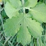 Chelidonium majus ഇല