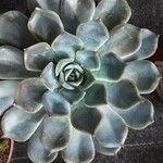 Echeveria purpusiorum Folha