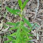 Verbena simplex Lapas