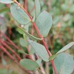 Eucalyptus gunnii Blatt