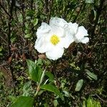 Cistus laurifolius Anders