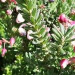 Erica erigena Lehti