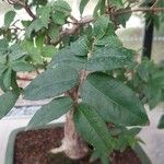 Syzygium paniculatum Листок