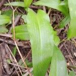Allium ursinum Leaf