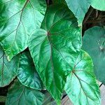 Begonia handelii Folha