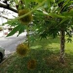 Platanus orientalis Fruit