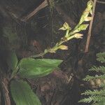 Goodyera viridiflora Blodyn