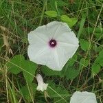 Ipomoea pandurata Цветок