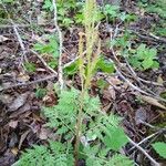 Botrychium virginianum Leaf