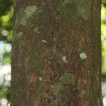 Elvasia elvasioides Bark